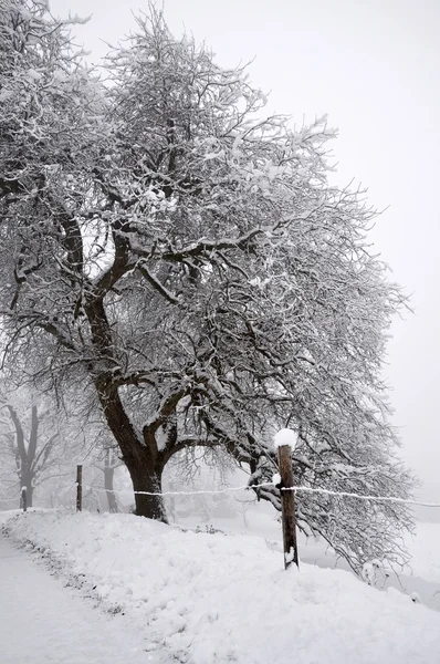 Winter Path — Stock Photo, Image