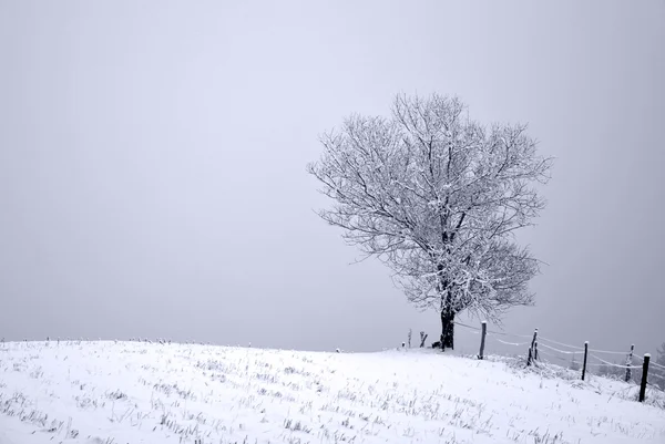 Arbre en hiver — Photo