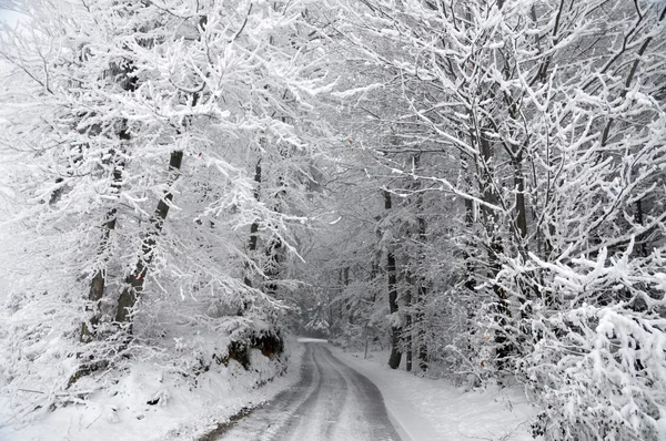 Дорога через зимний лес — стоковое фото