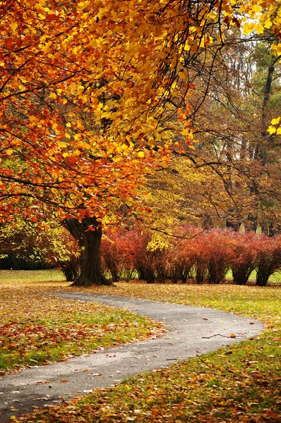 Podzim v parku — Stock fotografie