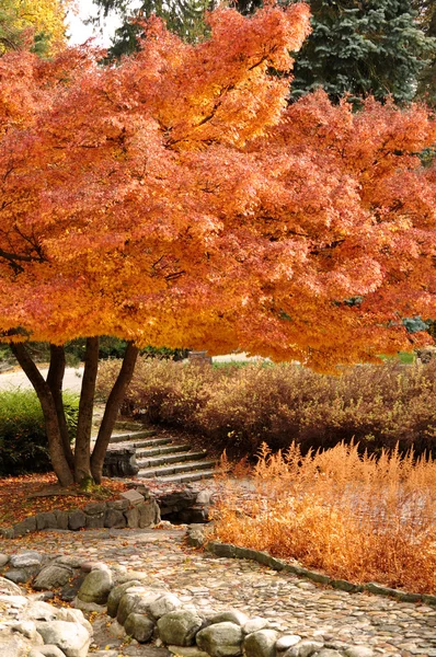 Herbst im Park — Stockfoto