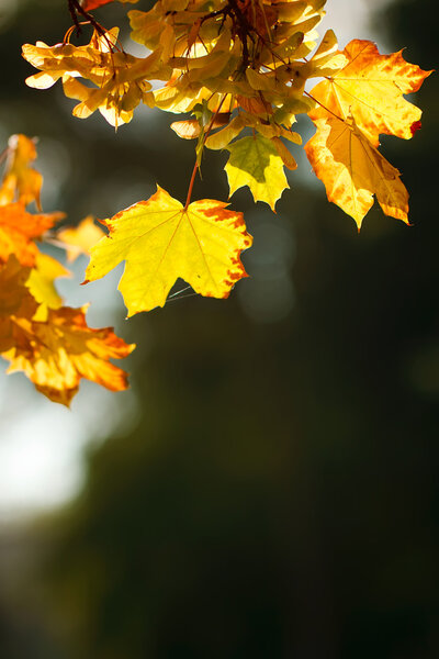 Autumn orange maple leaves in sunlight