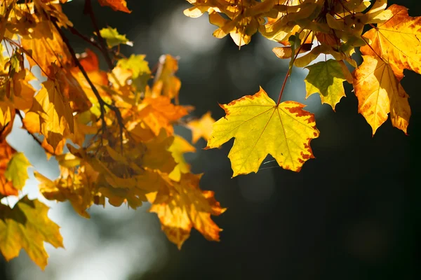 stock image Autumn leaves