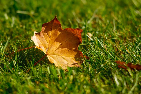 stock image Leaf in grass