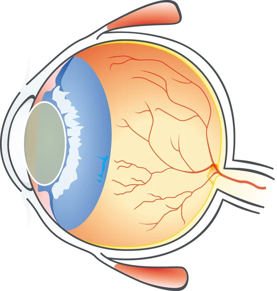 Bola mata manusia - Stok Vektor