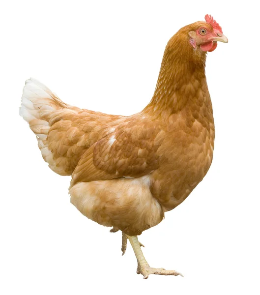 Geïsoleerde kip — Stockfoto