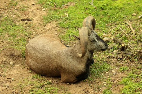 Blaue Schaf- oder Ziegenantilope — Stockfoto
