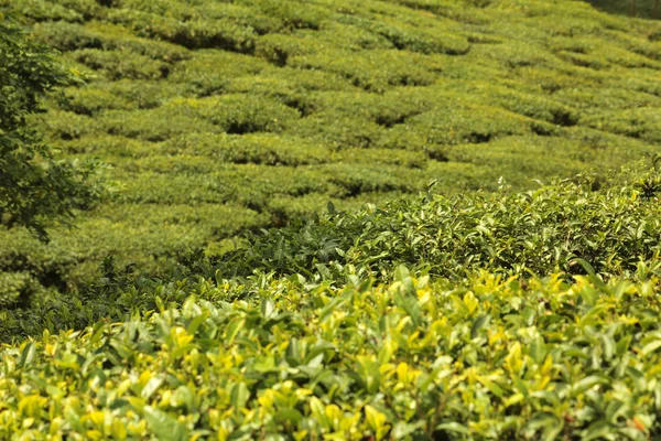 Чайный сад Стоковое Фото