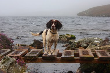 Working English Springer Spaniel in front of a lake clipart