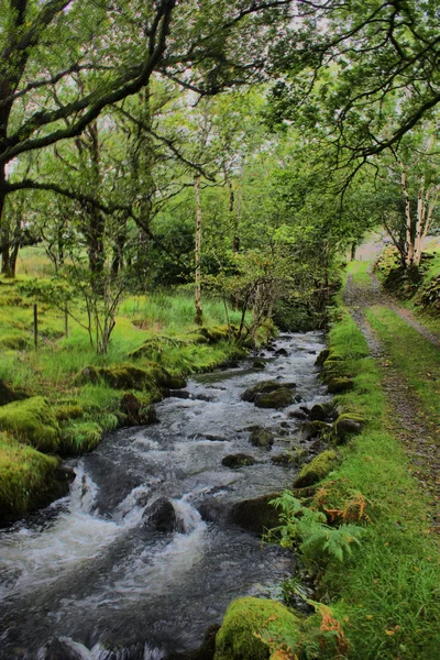 Een bosrijke stream — Stockfoto