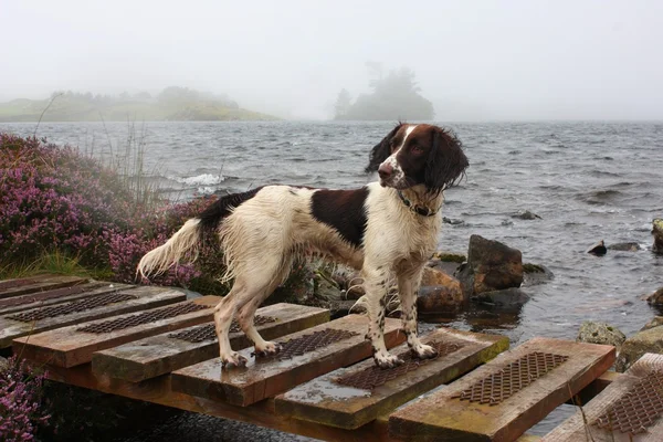 Working English Springer Spaniel in front of a lake — Stock Photo, Image