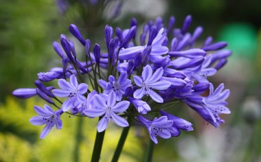 güzel mavi Agapanthus'tan almıştır