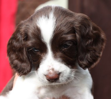 çalışma İngiliz springer spaniel köpek yavrusu