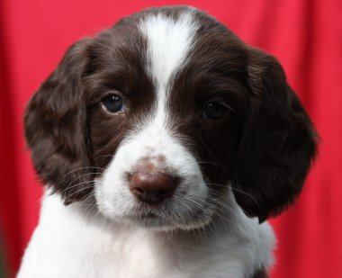 çalışma İngiliz springer spaniel köpek yavrusu