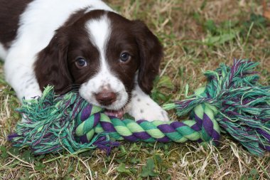 Working English Springer Spaniel puppy with toy clipart