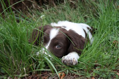 çalışma İngiliz springer spaniel çim yalan