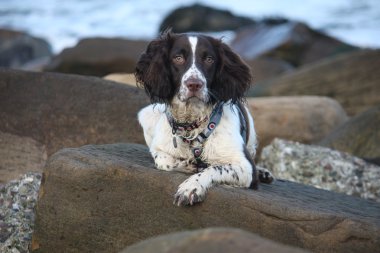 Working English Springer Spaniel lying on a rock clipart