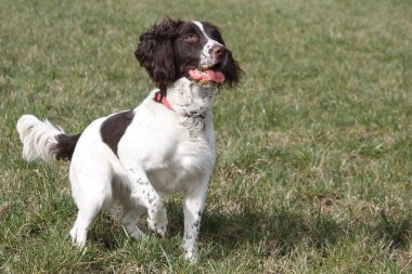 Working English Springer Spaniel pointing clipart