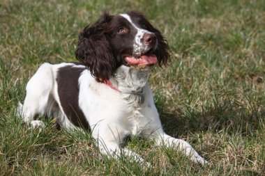 Workign English Springer Spaniel lying down, waiting clipart