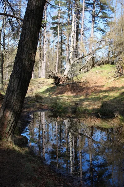 Reflexão de madeira em um lago — Fotografia de Stock