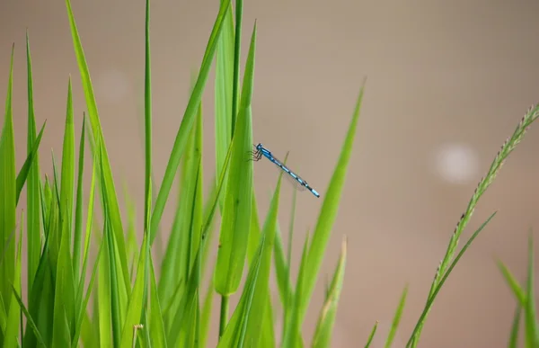 Dragonfly στην πράσινα φύλλα — Φωτογραφία Αρχείου