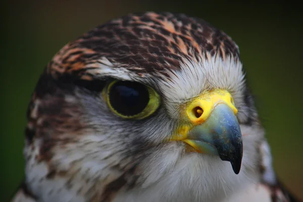 Un hermoso halcón de cerca — Foto de Stock