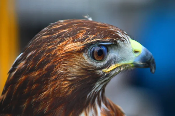 Hawk, närbild — Stockfoto