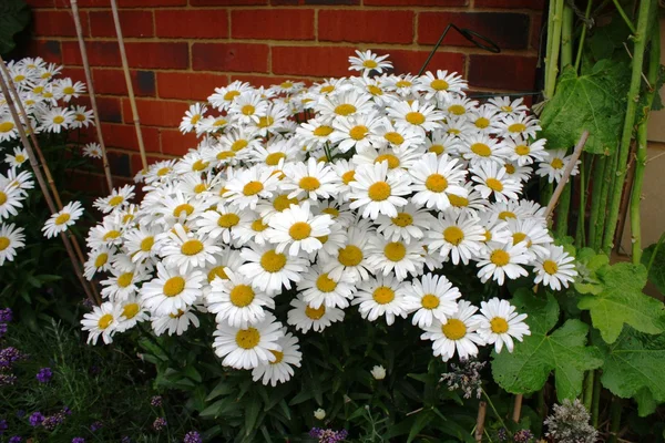 leucanthemum, güzel beyaz çiçekler