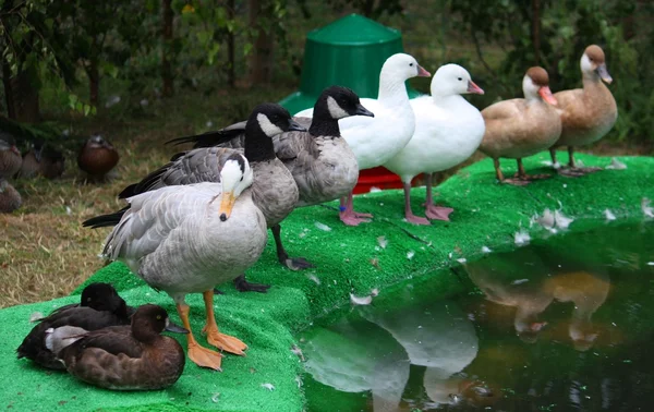 Una fila de patos — Foto de Stock