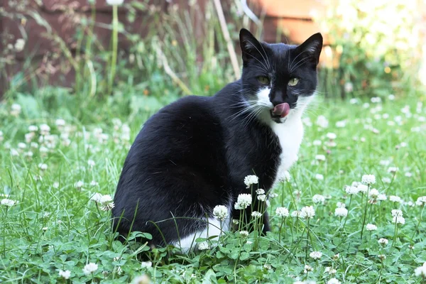 Molto carino gatto bianco e nero in un giardino leccare il suo viso — Foto Stock