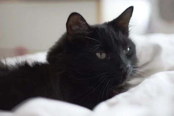 Bir yatakta çok sevimli uzun saçlı siyah kedi — Stok fotoğraf