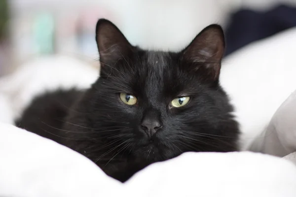 Mycket söt långhårig svart katt på en säng — Stockfoto