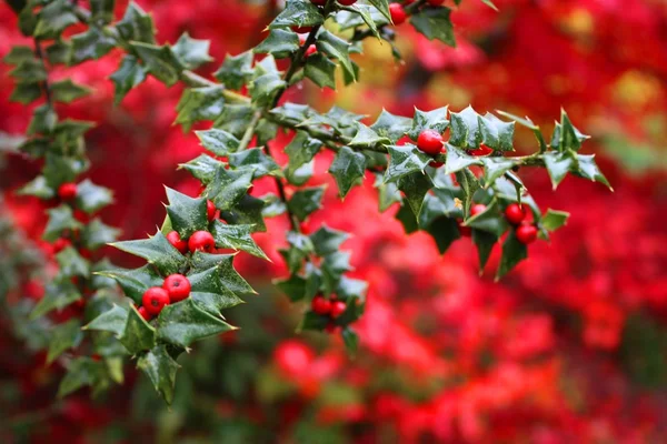 Red berries against green leaves — Stock Photo, Image