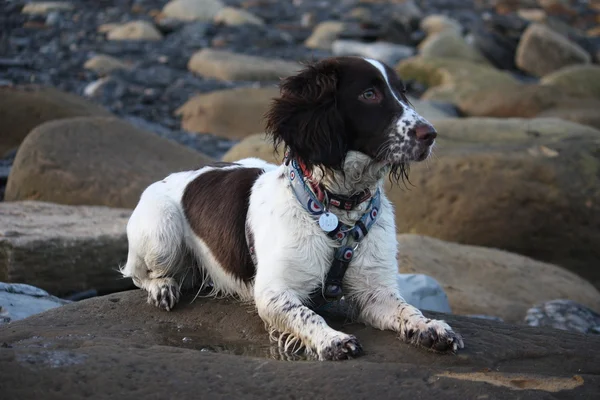 躺在海滩边的岩石上的工作英国史宾格犬 — 图库照片