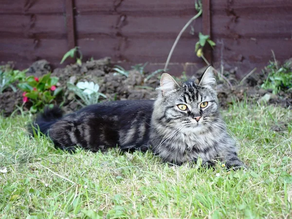 Heel schattig langharige Cyperse kat liggen op gras — Stockfoto