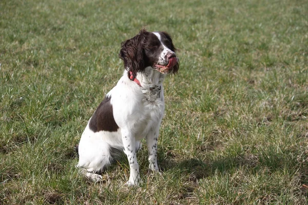 Working English Springer Spaniel tongue out — Stock Photo, Image