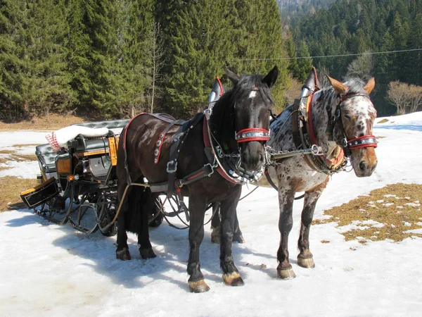 Sledges, troika — Stock Photo, Image