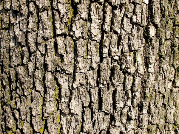 Eski meşe ağacının doku kabuğu