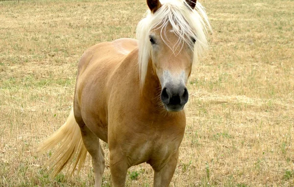 Hnědý kůň na poli — Stock fotografie