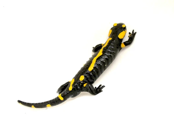 stock image Salamander