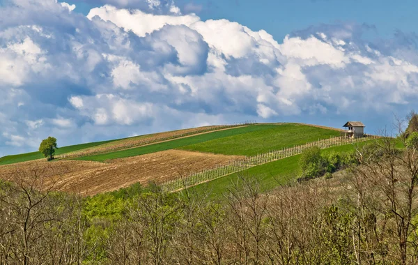 Перфектный зеленый холм с виноградником и домиком — стоковое фото