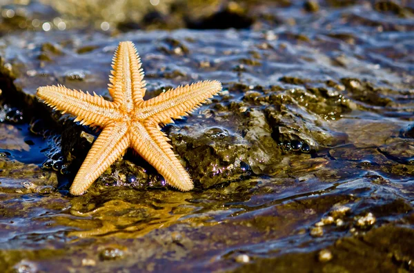 Rozgwiazda na skale w wodzie morskiej — Zdjęcie stockowe