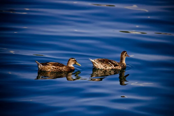 Dwie kaczki pływające na powierzchni wody niebieski — Zdjęcie stockowe