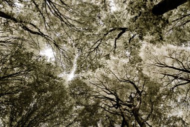orman dokusu - ağaç tepelerinin sephia görünümünde soyut.