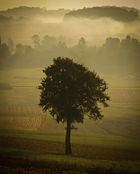 Jeden strom silueta v ranní mlze — Stock fotografie