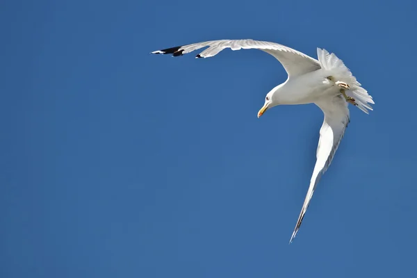 stock image Sea gull flying with blue sky in background