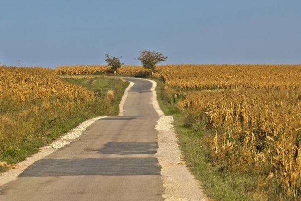 Estrada rural bonita através de campos de milho — Fotografia de Stock