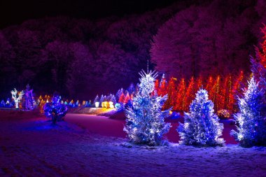 Christmas fantasy - pine trees in x-mas lights clipart