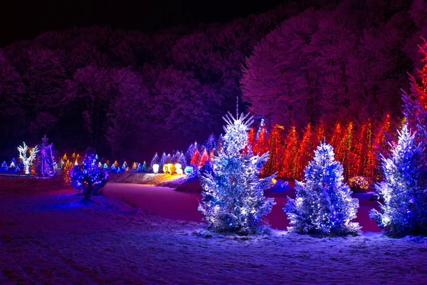 Christmas fantasy - pine trees in x-mas lights — Stock Photo, Image