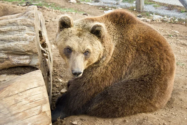 Brown bear sitting — Stock Photo, Image
